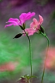 flore 26_06_09n01